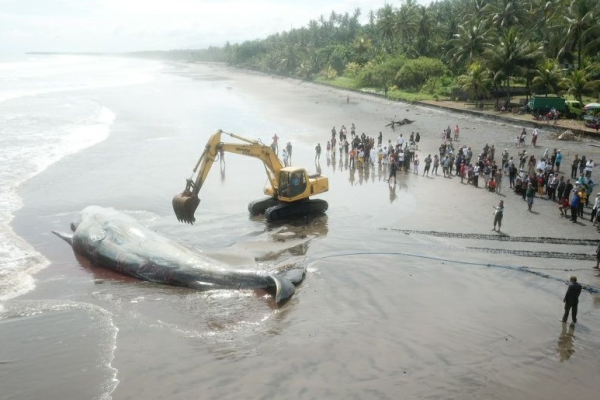 3 Whales Have Washed Ashore in Bali So Far This Year. What’s Causing The Troubling Phenomenon?